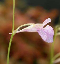   Utricularia graminifolia  flower; photo: S.L. Winterton 