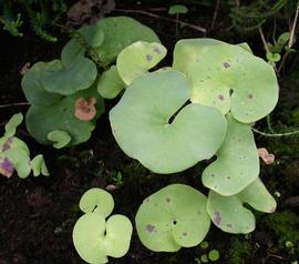   Utricularia reniformis , emersed; photo: S.L. Winterton 