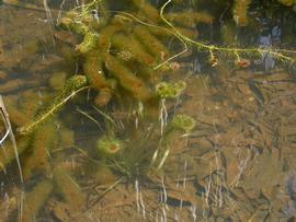   Vallisneria rubra , submersed; photo: S.L. Winterton 