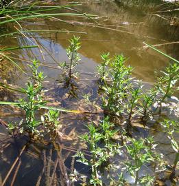   Veronica anagallis-aquatica , emersed; photo: S.L. Winterton 