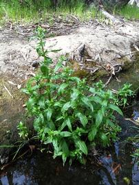   Veronica anagallis-aquatica , emersed; photo: S.L. Winterton 