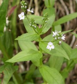   Veronica anagallis-aquatica  inflorescence; photo: S.L. Winterton 