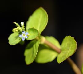   Veronica beccabunga  flower; photo: S.L. Winterton 