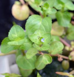   Veronica beccabunga  flower; photo: S.L. Winterton 