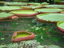   Victoria amazonica  new leaf (foreground), floating; photo: J. Gillung 