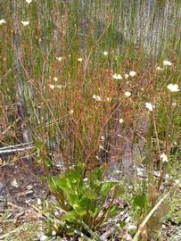   Villarsia exaltata , emersed; photo: S.L. Winterton 