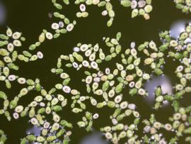   Wolffia columbiana  flowers (in frond pouches), floating; photo: S.L. Winterton 