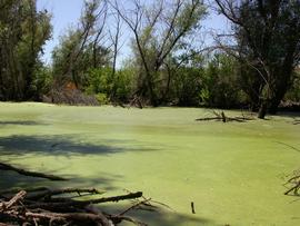   Wolffia   brasiliensis  Wedd .  and  W. columbiana  H. Karst., floating; infestation, Sacramento Valley, California; photo: S.L. Winterton 