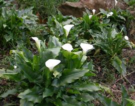   Zantedeschia aethiopica , emersed, Mexico; photo: S.L. Winterton 