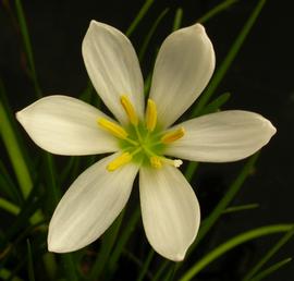   Zephyranthes candida  flower; photo: S.L. Winterton 