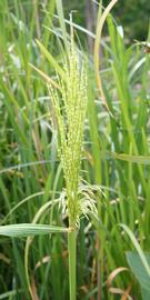   Zizania aquatica  inflorescence; photo © Michael Wolf 