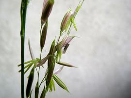   Zizania aquatica  spikelets; photo © Schurdle 