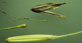   Zizania palustris  florets; photo © Matt Lavin 