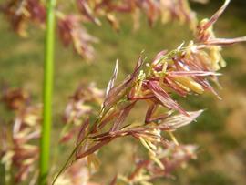   Zizania palustris  inflorescence; photo © Matt Lavin 