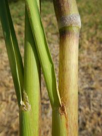   Zizania palustris  leaf sheath; photo © Matt Lavin 