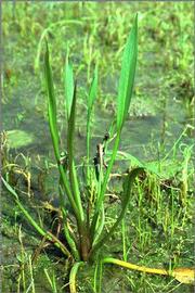   Alisma lanceolata  plant with inflorescence, emersed; photo © J.P. Lonchamp 