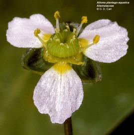   Alisma plantago-aquatica  flower; photo © G.D. Carr 