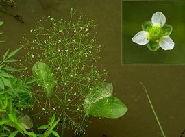   Alisma subcordatum  plant with inflorescence, inset: flower; photo © C.S. Lewallen 