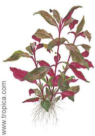   Alternanthera reineckii  'Lilacina Purple'; drawing © Tropica 