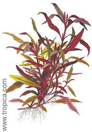   Alternanthera reineckii  'Rosaefolia'; drawing © Tropica 