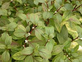   Alternanthera reineckii , emersed; photo: S.L. Winterton 