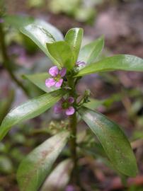   Ammannia gracilis  emersed, flower; photo: S.L. Winterton 