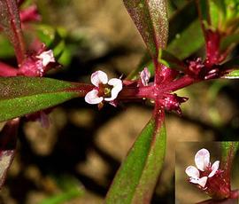   Ammannia robusta  flower; photo © C.S. Lewallen 