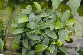   Anubias barteri  var.  nana  emersed; photo: S.L. Winterton 