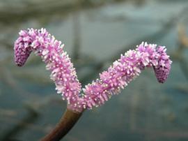   Aponogeton madagascariensis  spike; photo: S.L. Winterton 