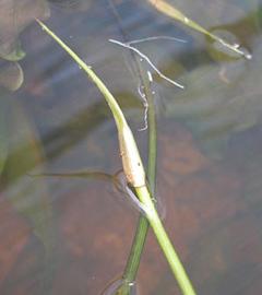   Aponogeton ulvaceus  sheathing "spathe"; photo: S.L. Winterton 