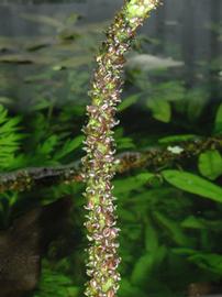   Aponogeton vanbruggenii  spike with fruit; photo © D. Wilson 