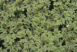   Azolla filiculoides , floating; photo: S.L. Winterton 