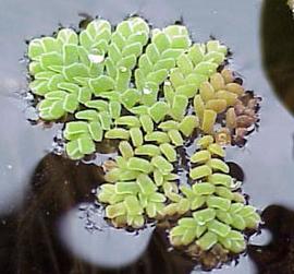   Azolla pinnata;  photo © S. Navie 