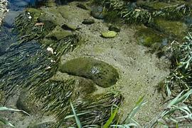   Blyxa octandra  submersed plants, North Queensland; photo: S.L. Winterton 