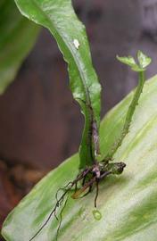   Bolbitis heteroclita  plantlet; photo: S.L. Winterton 