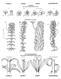  comparison of closely related genera; drawing © University of Florida/IFAS Center for Aquatic and Invasive Plants, used with permission 