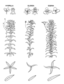  comparison of closely related genera; drawing © University of Florida/IFAS Center for Aquatic and Invasive Plants, used with permission 