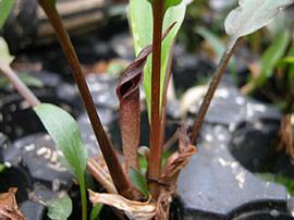   Cryptocoryne wendtii , emersed with spathe; photo: S.L. Winterton 