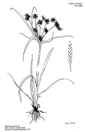   Cyperus odoratus ; drawing © University of Florida/IFAS Center for Aquatic and Invasive Plants, used with permission 