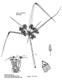   Cyperus distinctus ; drawing © University of Florida/IFAS Center for Aquatic and Invasive Plants, used with permission 