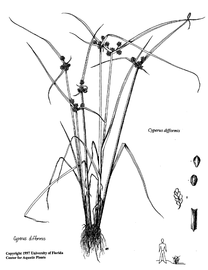   Cyperus difformis ; drawing © University of Florida/IFAS Center for Aquatic and Invasive Plants, used with permission 