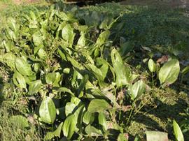   Echinodorus cordifolius , emersed, Brisbane, Australia; photo: S.L. Winterton 