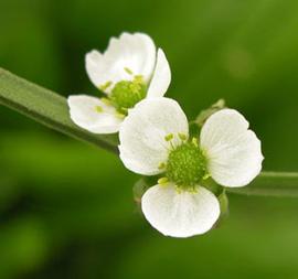   Echinodorus horizontalis  flower; photo: S.L. Winterton 