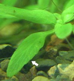   Elatine gratioloides , close-up of submersed leaf (note emargination and venation); photo: S.L. Winterton 