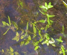   Elatine gratioloides , submersed, Brisbane, Queensland, Australia; photo: S.L. Winterton 