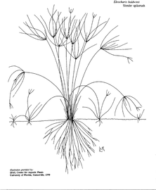   Eleocharis baldwinii ; drawing © University of Florida/IFAS Center for Aquatic and Invasive Plants, used with permission 