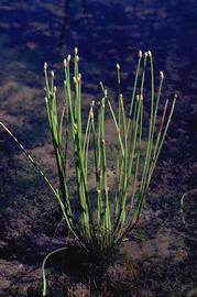   Eleocharis obtusa , emergent; photo © J.K. Clark 