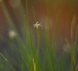   Eleocharis acicularis  spike; photo: S.L. Winterton 