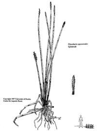   Eleocharis equisetoides ; drawing © University of Florida/IFAS Center for Aquatic and Invasive Plants, used with permission 