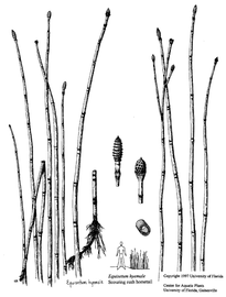   Equisetum hyemale ; drawing © University of Florida/IFAS Center for Aquatic and Invasive Plants, used with permission 